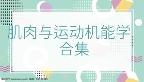 肌肉与运动机能学合集