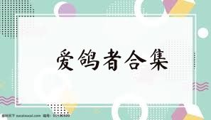 爱鸽者合集