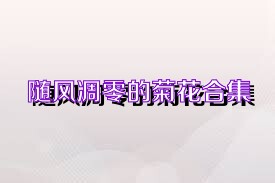 随风凋零的菊花合集